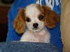 Lucy sitting on Daddys lap