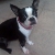 Lola Rose BadKitty Pineda Vanegas