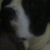 Rascal 2yr old American staffishire terrier