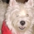 The Reilly Dog