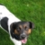 Bandit
