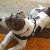 Loca the lovely crazy dog