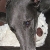 Casper - retired ex racing greyhound