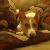 Buddy