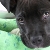 Mookie was found in a dumpster. He was born with deformed front legs. He's been on Good Day New York and you can visit his fb pages "For the Love of Mookie" and click on the links for more on Mookie's story.
