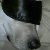 Charlie Brown Cafaro