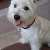 Lizzie
