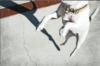 A great shot of Indie's legs and shadow by Monika Hummer