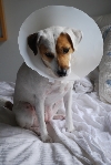 Indie with her cone to prevent her from licking her feet (summer allergies)