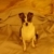 Bandit