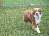Max at the dog park