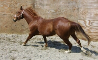 Quincy
