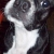 Britney Boston Terrier