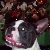 Benito Boston Terrier