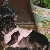 Name:  Jewels Jones Age:  (1 year)   Breed: Miniature Chihuahua