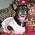 Name:  Jewels Jones Age:  (1 year)   Breed: Miniature Chihuahua