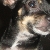Name:  Jewels Jones Age:  (1 year)   Breed: Miniature Chihuahua