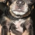 Name:  Jewels Jones Age:  (1 year)   Breed: Miniature Chihuahua