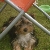 Toby 2. 4 months old Male Yorkshire Terrier. Loves walking, eating,sleeping, playing and barking.