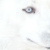 White Male  Siberan Wolf Huskie  Blue eyes MACO meaning energy