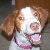 my puppy Daisy