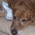 My grandmas dog True