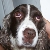 My puppy Maggie