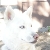 Lab and Siberon Huskie Best Friends