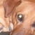 Lab/Boxer/ German Shepeard