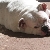 Bulldog Tanning Salon