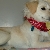 Stella ready for Bristol's 4th of July Celebration ~ Oldest in the Nation!!