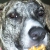 Hoagy