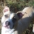 Female Pit Bull named Zoie.
