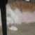 Hoolie