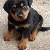 I am marley the rottweiler and i'm 7 weeks old here and full of mischief. So dont be fooled by that sweet face of mine lol!!
