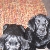 saxon and pip being good!