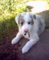 Echo as a puppy