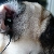 Ruff! tis cheeze here! my mom made me listen to ishuffle in mute mode!~