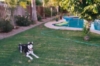 Kiley hanging out in the back yard