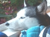 Kiley's spot - watching out the window - waiting for mommy to get home