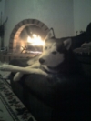 Kiley getting warm by the fire