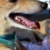Happy Greyhound.