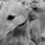 Behind those sad eyes of a greyhound.