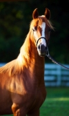 Adasio at 13 Months (A Noble Cause x Zodiac Rising L+//)