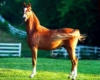 Adasio at 13 Months (A Noble Cause x Zodiac Rising L+//)