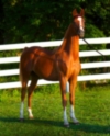 Adasio at 13 Months (A Noble Cause x Zodiac Rising L+//)