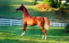 Adasio at 13 Months (A Noble Cause x Zodiac Rising L+//)
