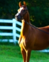 Adasio at 13 Months (A Noble Cause x Zodiac Rising L+//)