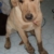 My name is Daisy, I'm a 1 year old yellow lab and I love my life