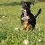 Hi - I'm Dave the Beauceron, I live in France now and I love it!!